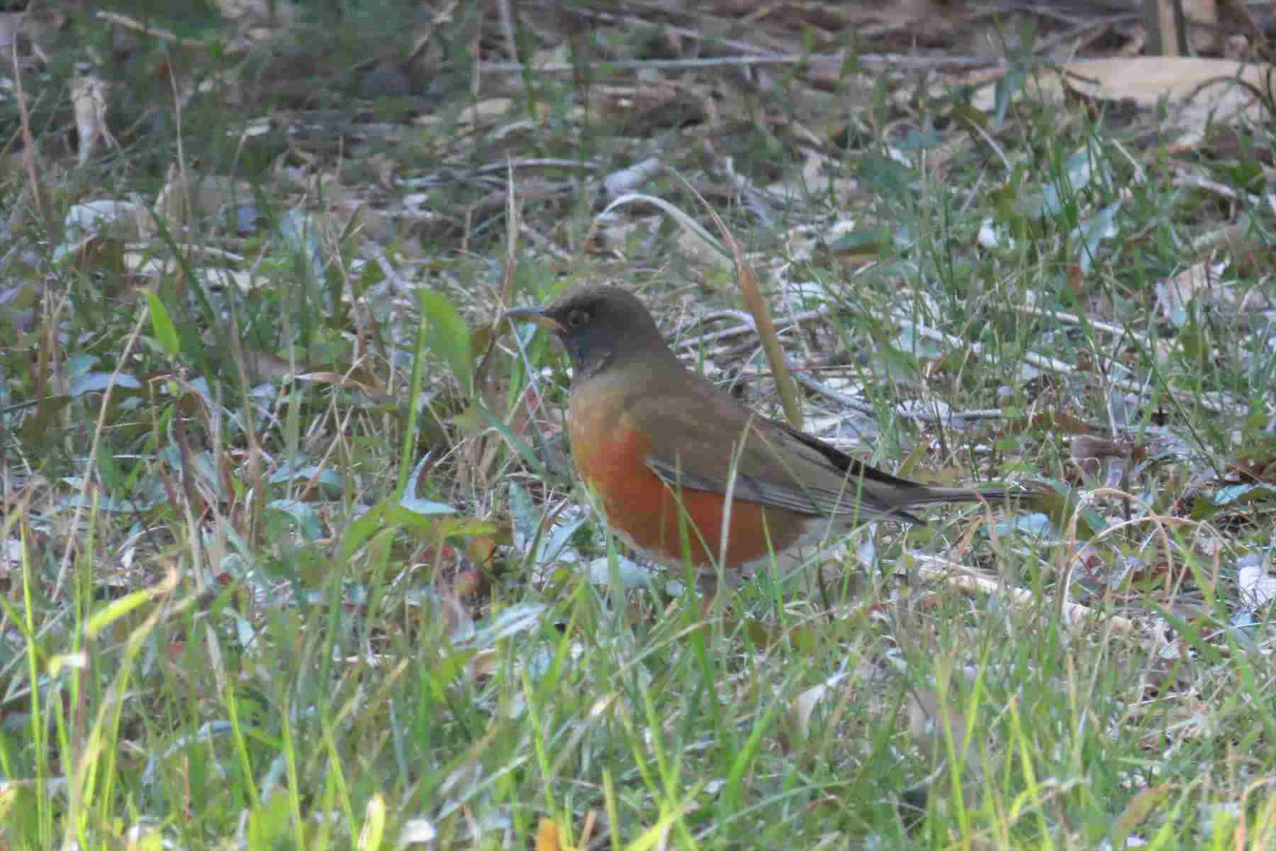 アカハラ