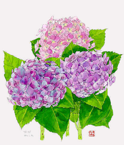 アジサイ３ 紫陽花 四季の草花スケッチ３１ 植物画 絵画 壁紙