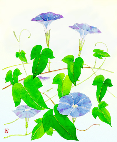 アサガオ 朝顔 四季の草花スケッチ４９ 植物画 絵画 壁紙
