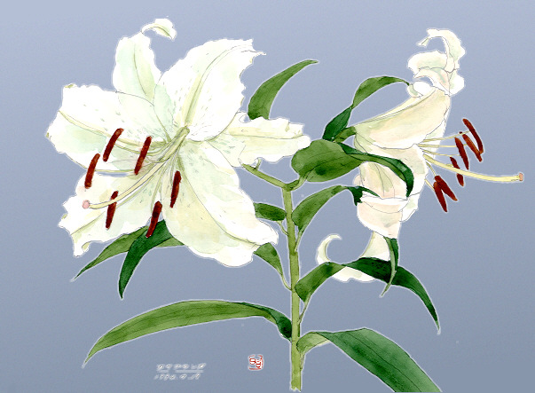 ユリ カサブランカ 四季の草花スケッチ９０ 植物画 絵画 壁紙
