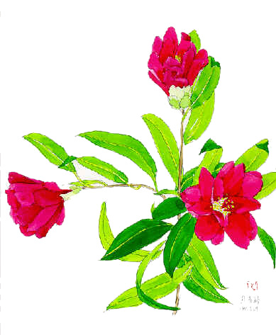 ツバキ 孔雀椿 四季の草花スケッチ７ 植物画 絵画 壁紙